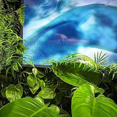 Costa Rica 3* ビビオーネ